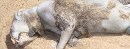 MONTAUK_MONSTER.jpg